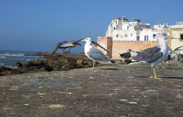 Marrakech to Essaouira