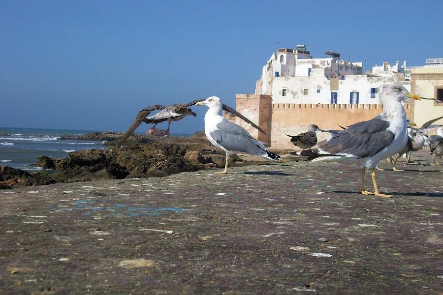 Marrakech to Essaouira